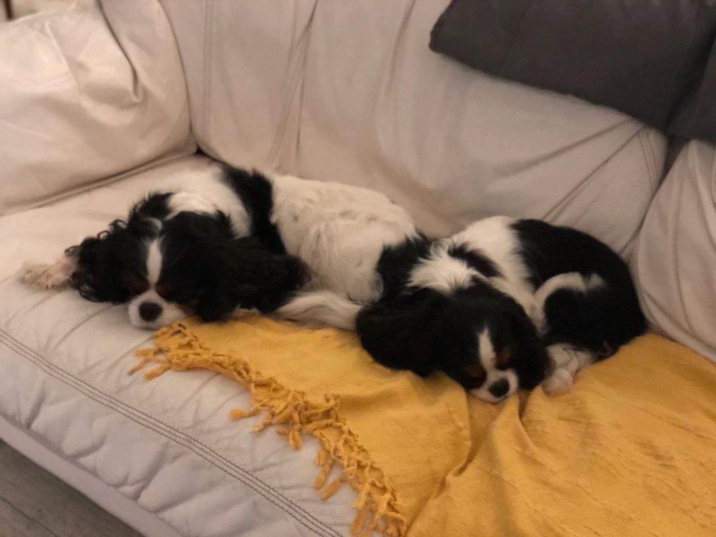 des cavaliers de cecvan - Isatys et Dior