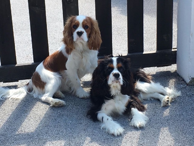 des cavaliers de cecvan - Retour de vacance