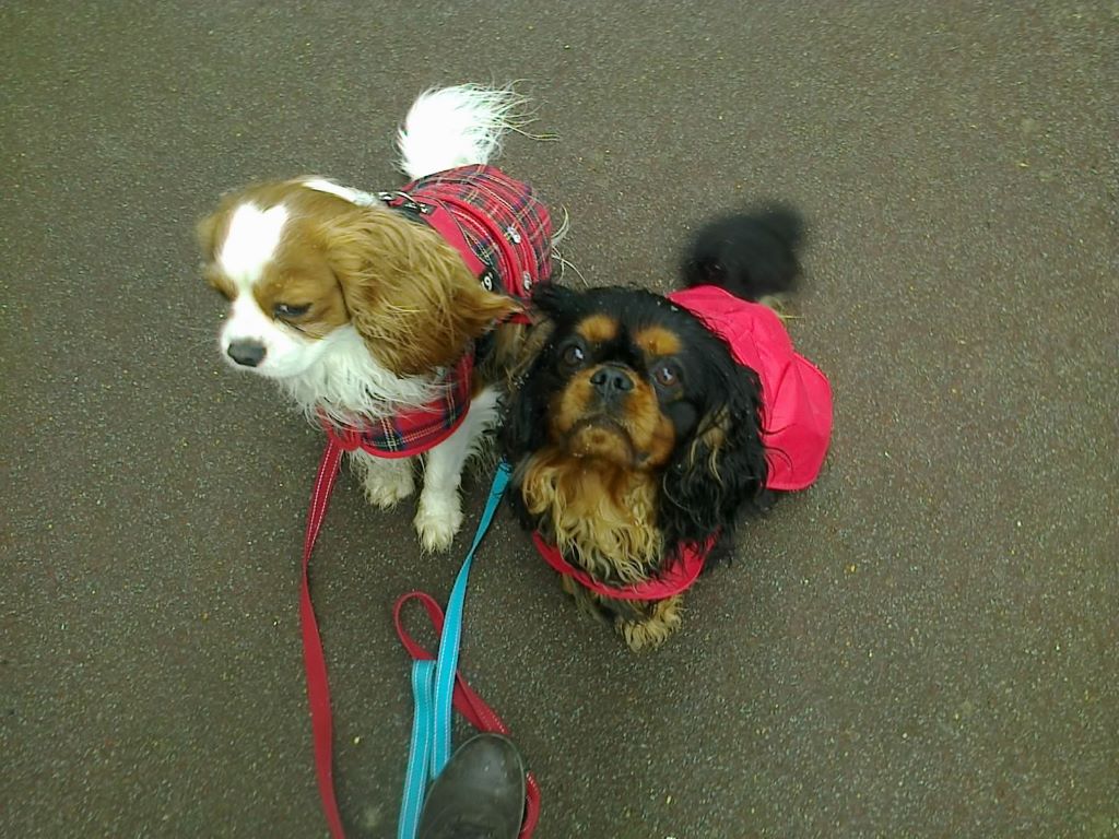 des cavaliers de cecvan - Morning et Leny