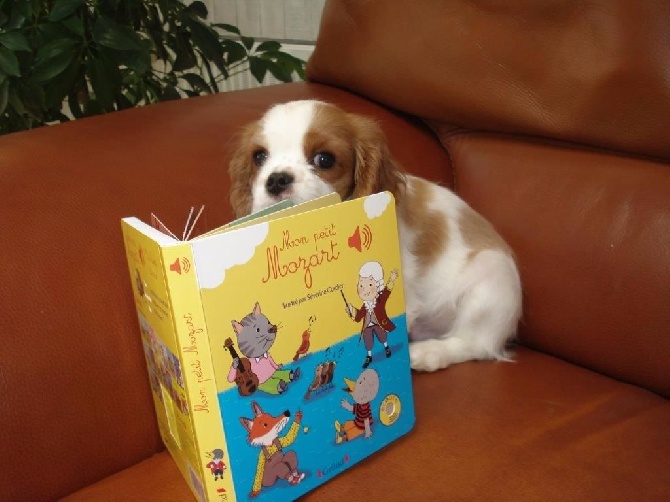des cavaliers de cecvan - Mozart en mode lecture