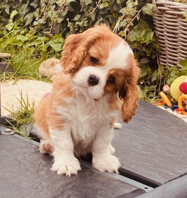 des cavaliers de cecvan - Marley