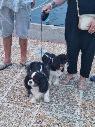 des cavaliers de cecvan - Payette