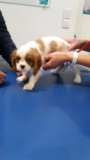 des cavaliers de cecvan - Mowgli chez le vétérinaire
