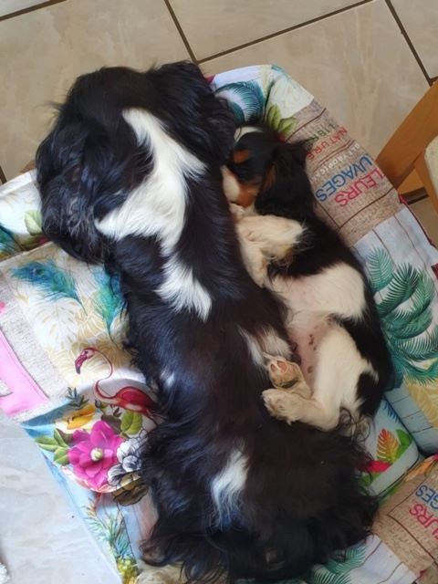 des cavaliers de cecvan - Rose et sa maman
