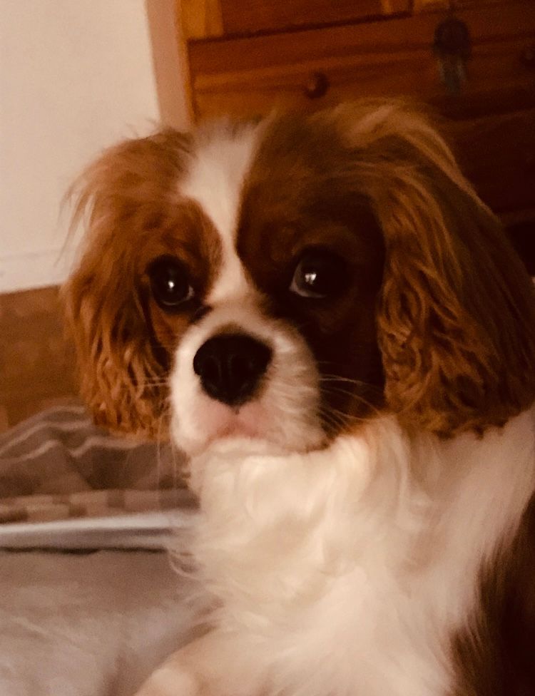des cavaliers de cecvan - Tess