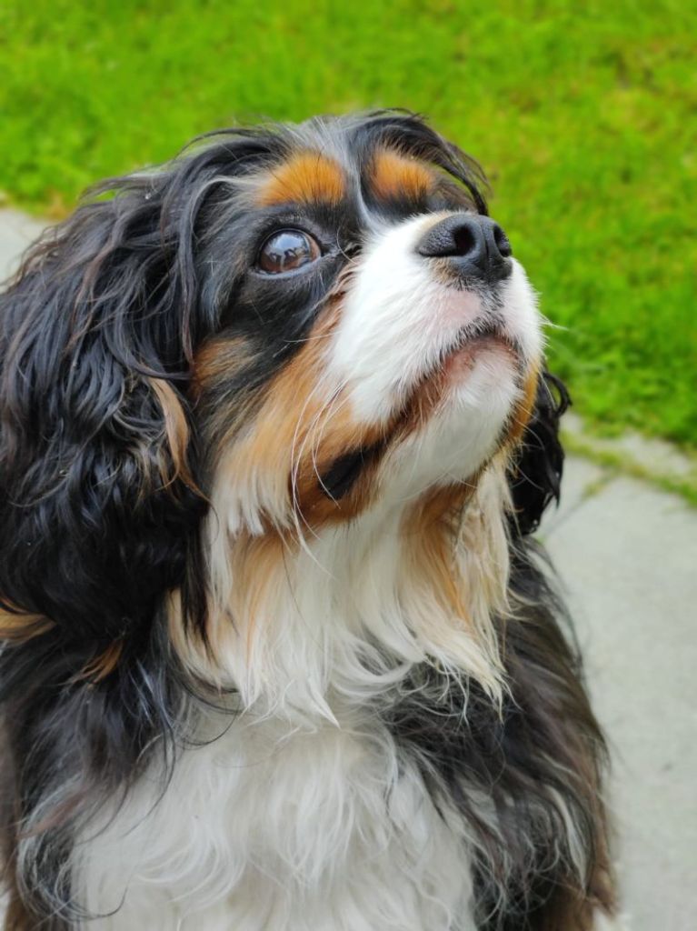 des cavaliers de cecvan - Todd