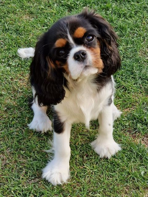 des cavaliers de cecvan - Saya