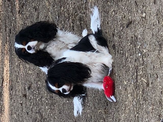 des cavaliers de cecvan - Isathys et Dior