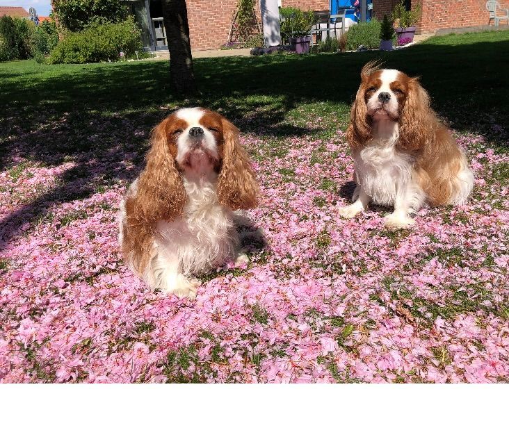 des cavaliers de cecvan - Ollie et Léna