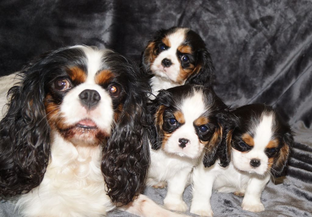 des cavaliers de cecvan - O'Pepito