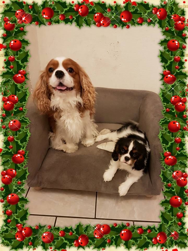 des cavaliers de cecvan - Avoir un chien c'est ........