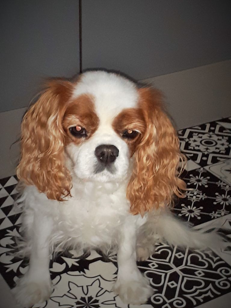 des cavaliers de cecvan - Cassy