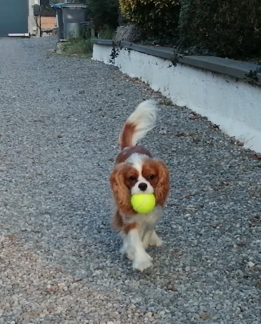 des cavaliers de cecvan - Tess