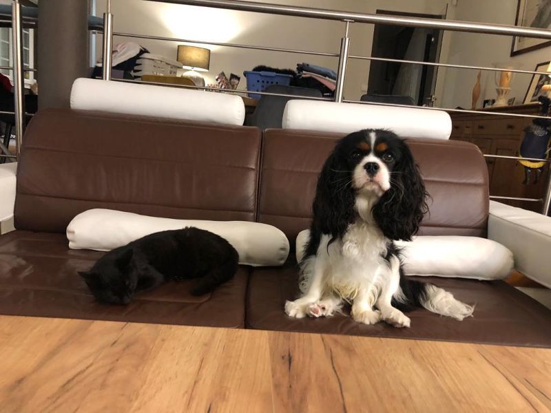 des cavaliers de cecvan - Snoopy