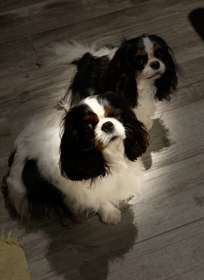 des cavaliers de cecvan - Isathys et Dior