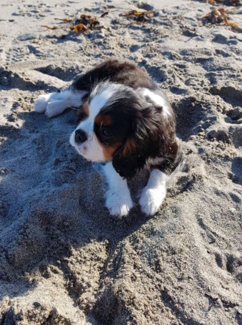 des cavaliers de cecvan - Obiwan