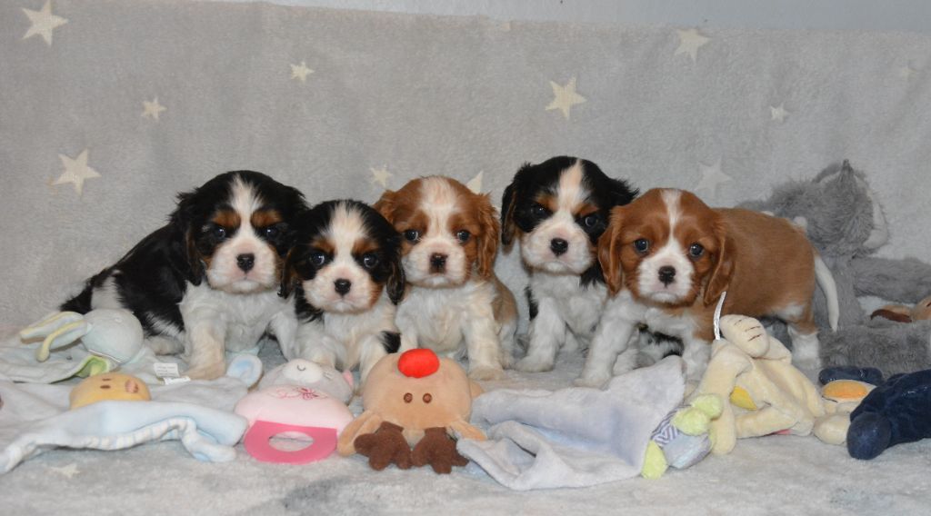 des cavaliers de cecvan - Parlons tarif d'un chiot