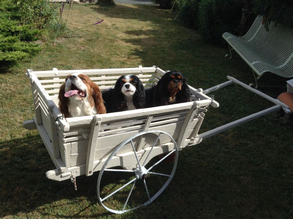 des cavaliers de cecvan - Capucine, Lakote et Houston