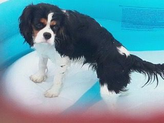 des cavaliers de cecvan - Maya la princesse
