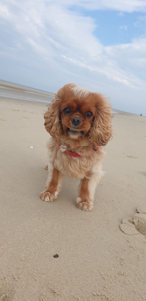 des cavaliers de cecvan - Chanel