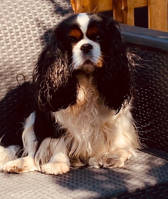 des cavaliers de cecvan - Mickey