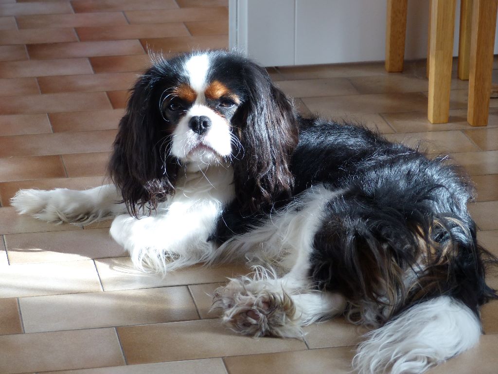 des cavaliers de cecvan - Nino