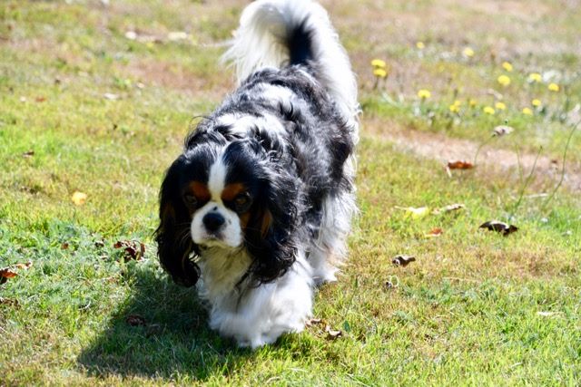 des cavaliers de cecvan - June