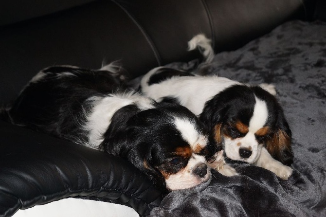 des cavaliers de cecvan - Milady