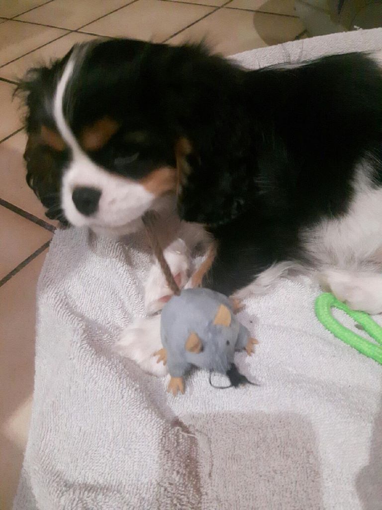 des cavaliers de cecvan - Peanut's