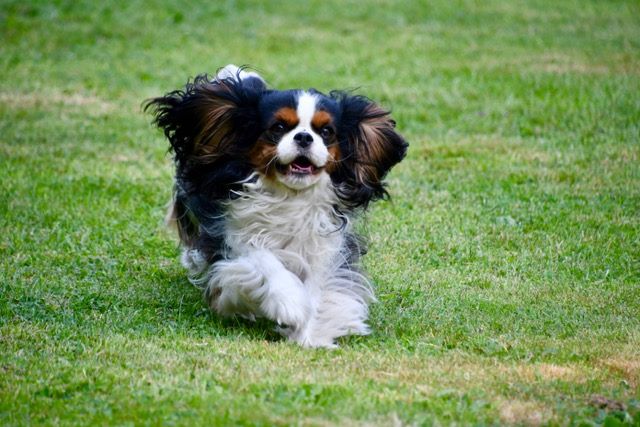 des cavaliers de cecvan - June