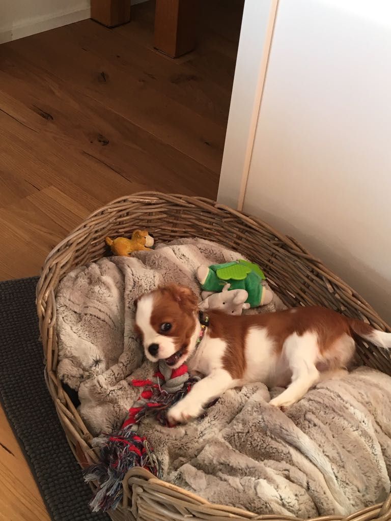 des cavaliers de cecvan - Lily