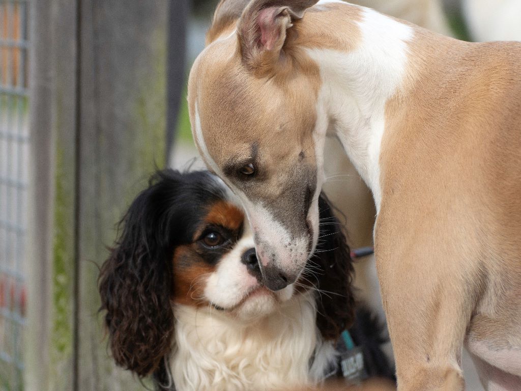 des cavaliers de cecvan - Nino