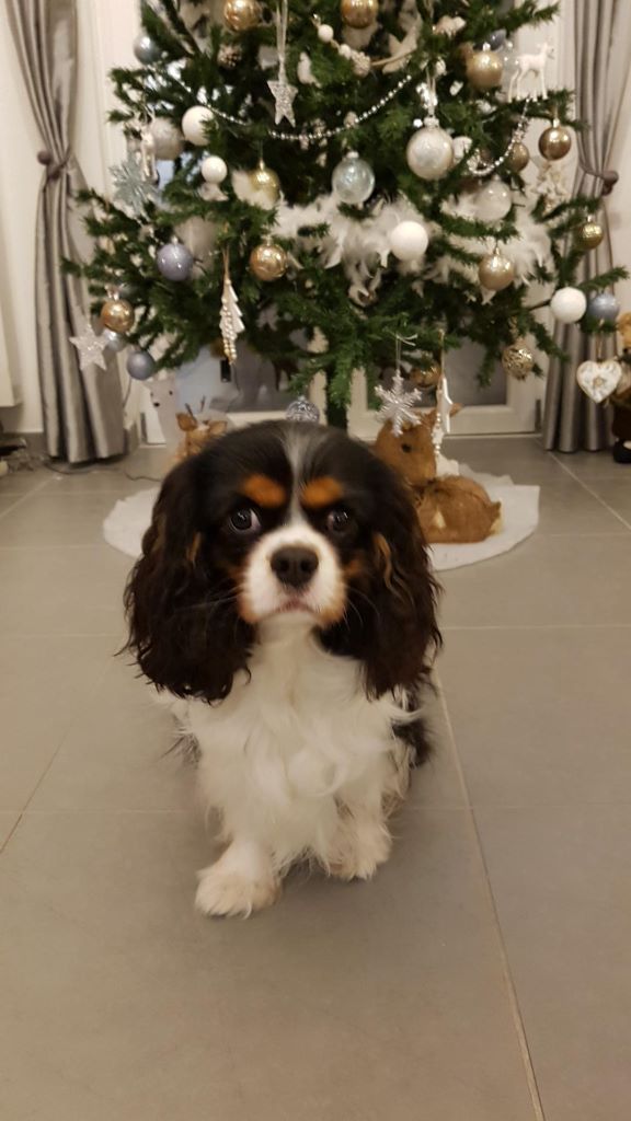 des cavaliers de cecvan - Owen