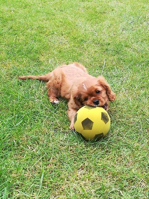 des cavaliers de cecvan - Pouppy Praline