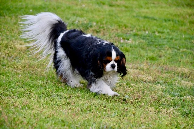 des cavaliers de cecvan - June