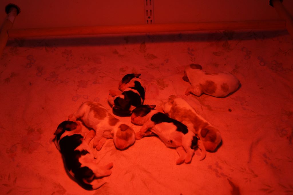 des cavaliers de cecvan - Les bébés sont arrivés