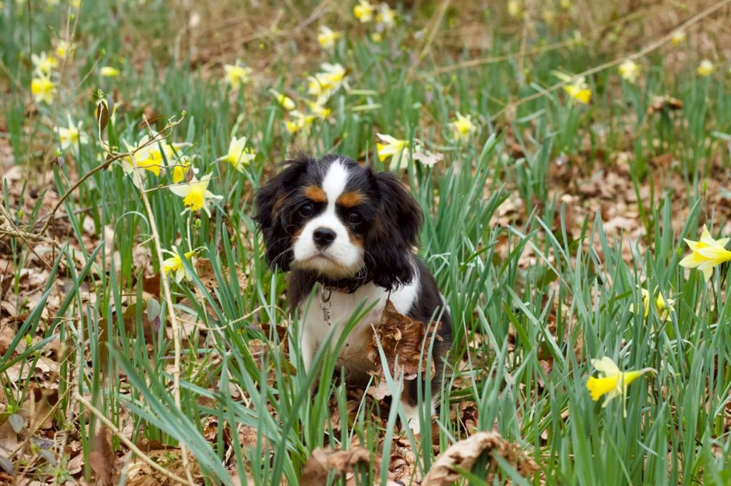 des cavaliers de cecvan - Oddie
