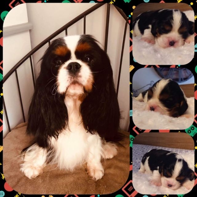 des cavaliers de cecvan - Mickey et son fils