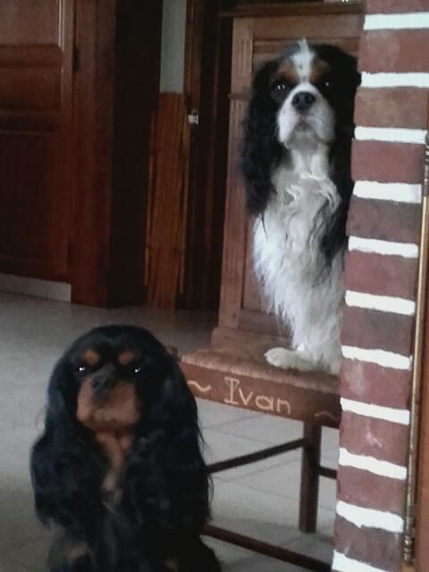 des cavaliers de cecvan - Lagarfeld