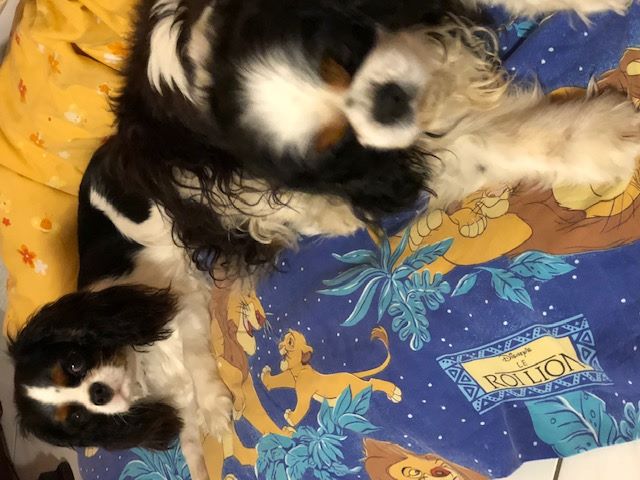 des cavaliers de cecvan - Dior et Bull