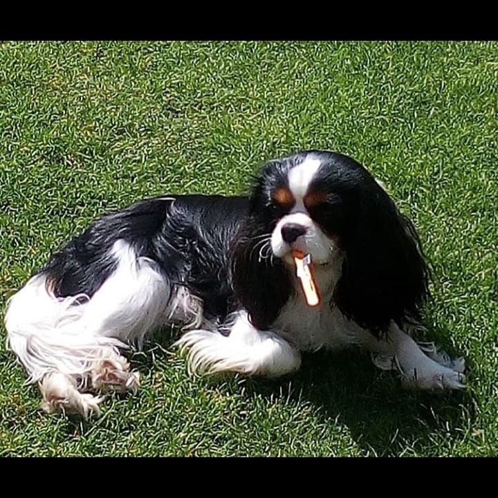 des cavaliers de cecvan - O ' Pepito