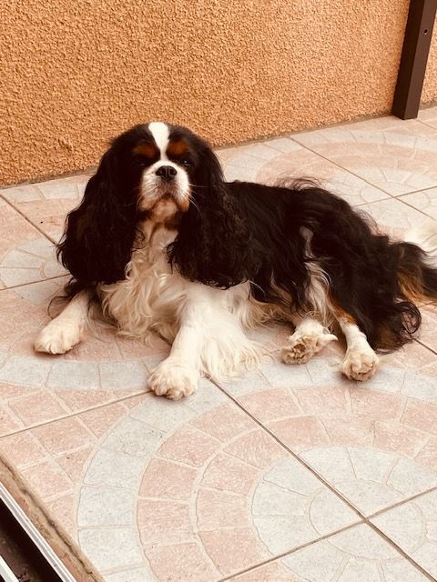 des cavaliers de cecvan - Mickey