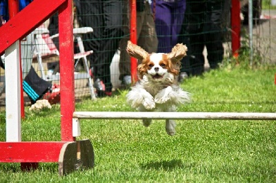 des cavaliers de cecvan - Guess le petit cavalier volant