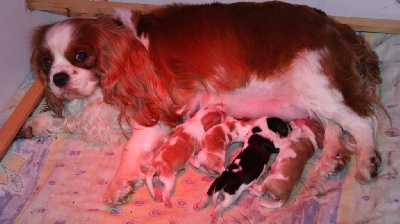 des cavaliers de cecvan - Nouvelle naissance
