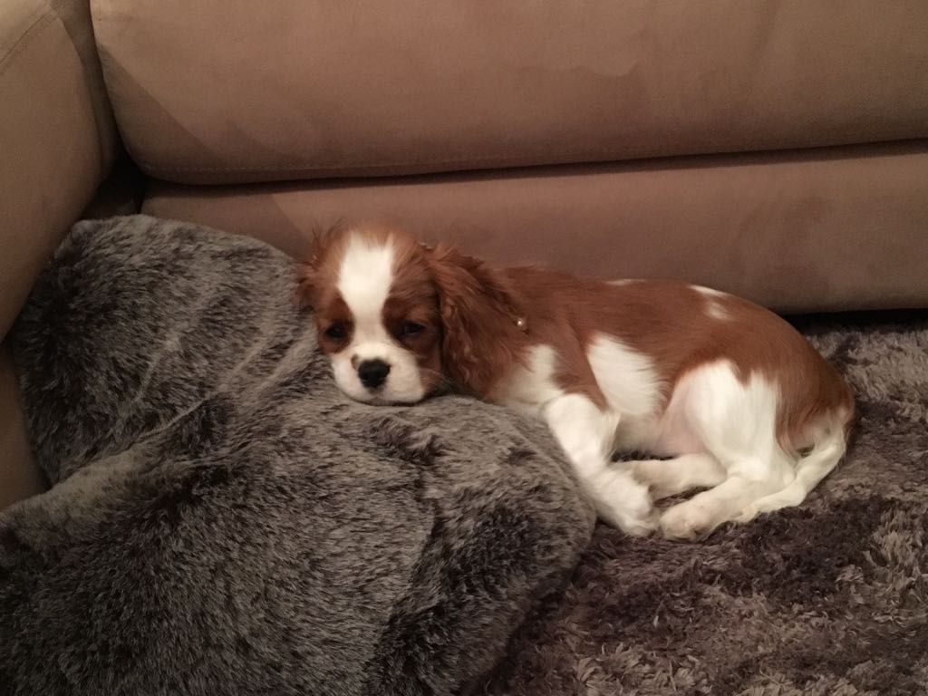 des cavaliers de cecvan - Lily