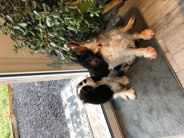 des cavaliers de cecvan - Dior et sa maman Isatys