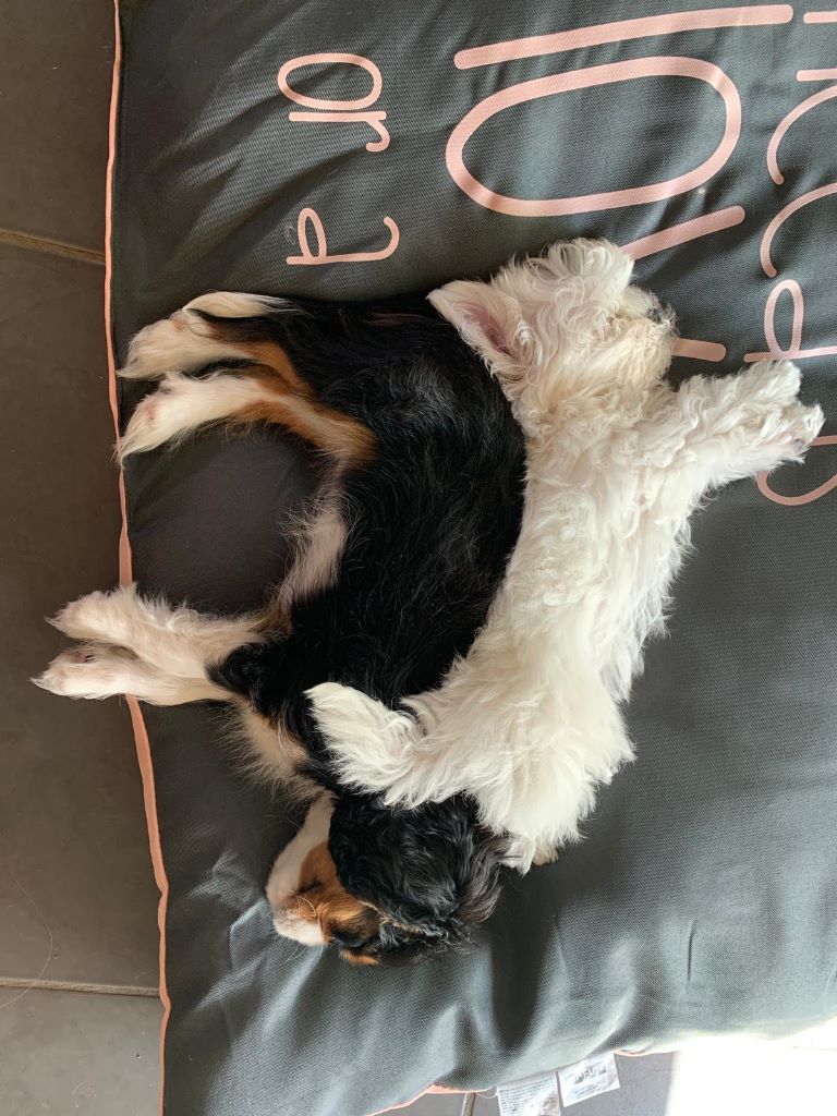 des cavaliers de cecvan - Pilou et Pixel