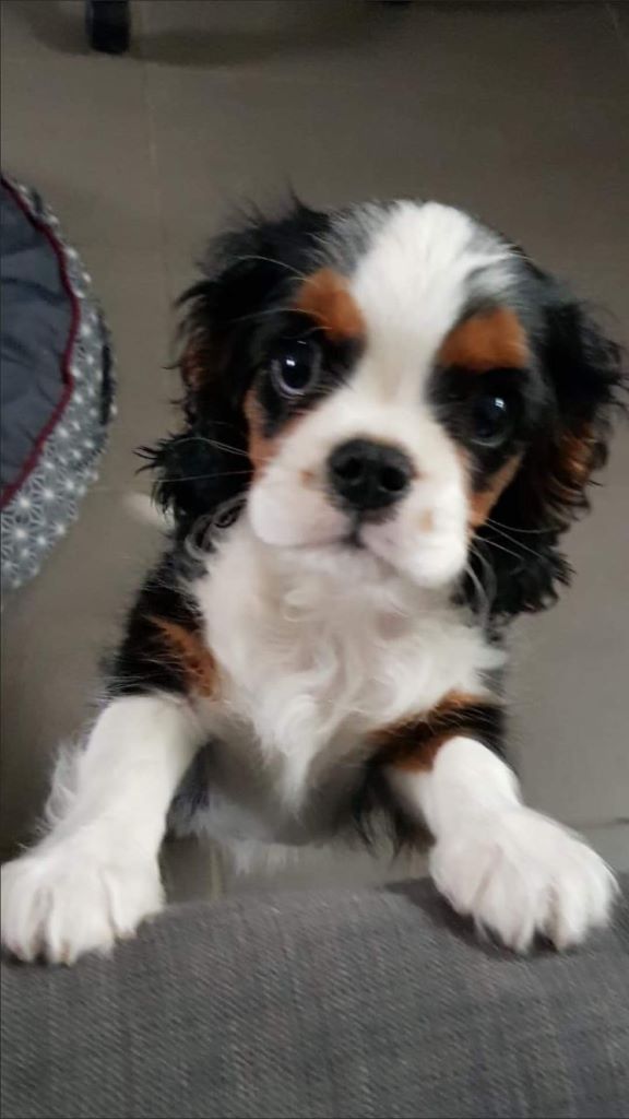 des cavaliers de cecvan - Obiwan