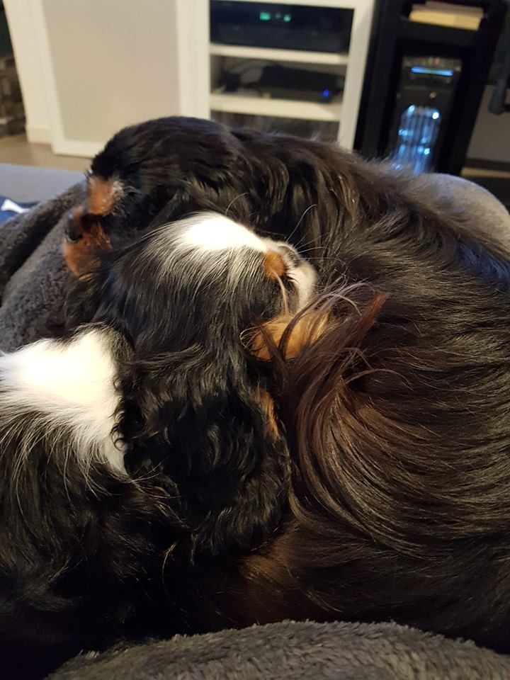 des cavaliers de cecvan - Obiwan et sa copine Olli