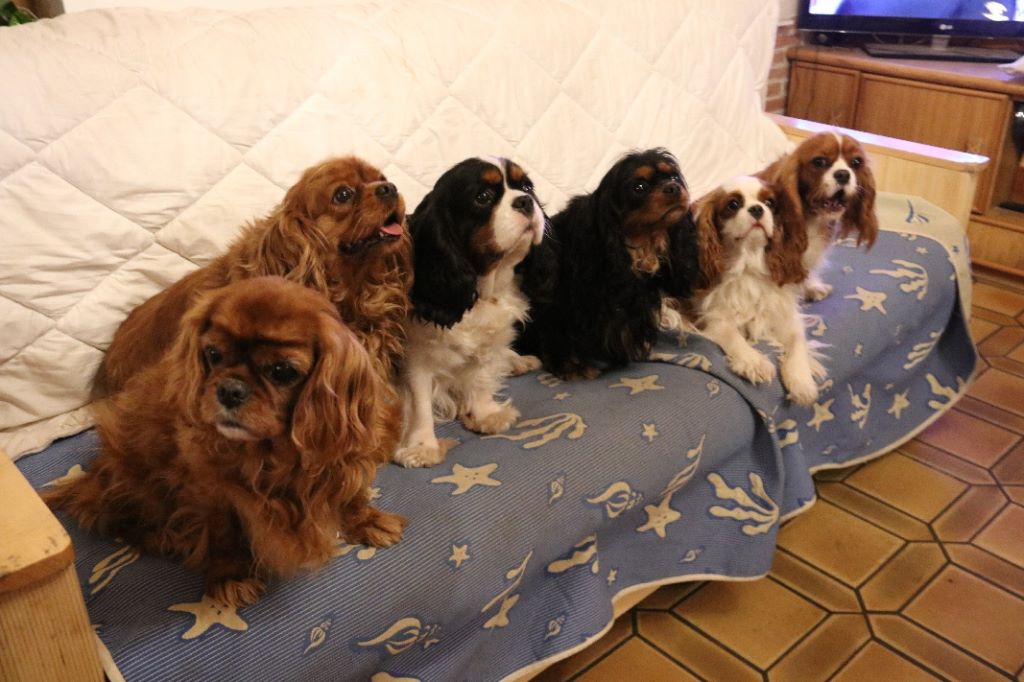 des cavaliers de cecvan - Les Cecvan